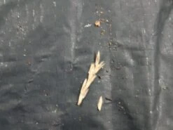 Tweedekans Obelink Rosario Deluxe